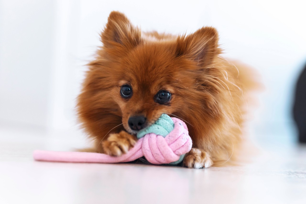 Hund in NRW: Tierheim schlägt Alarm! DAS ist für Vierbeiner lebensgefährlich – „Da wird euch schlecht“ (Symbolbild). 