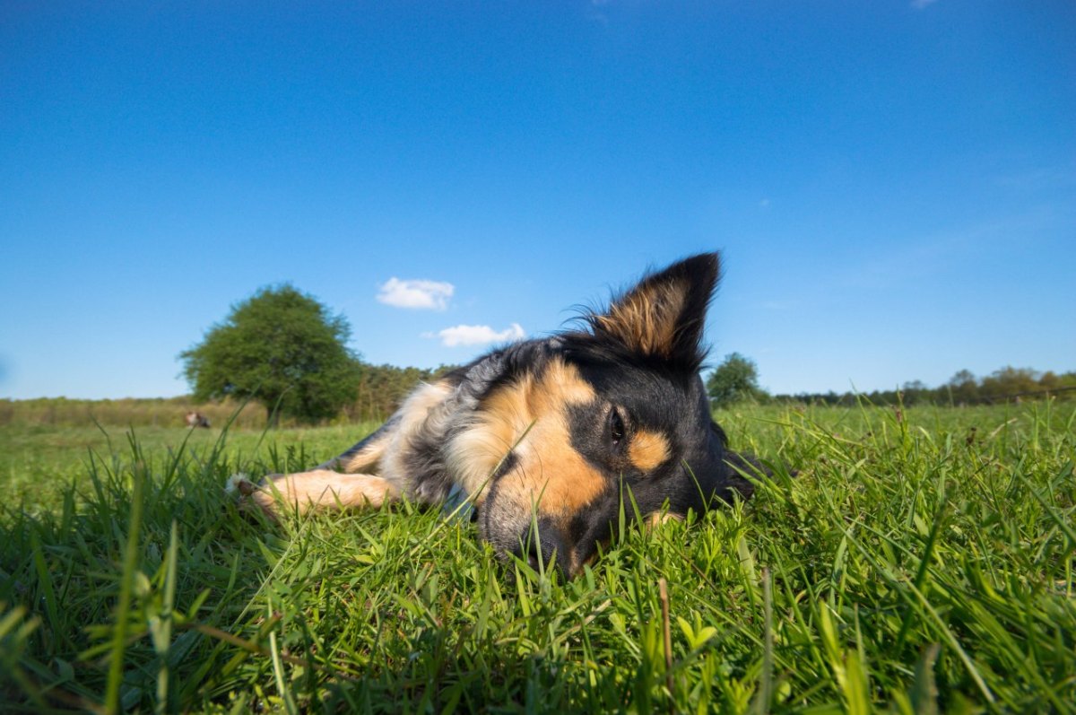 Hund in Oberhausen