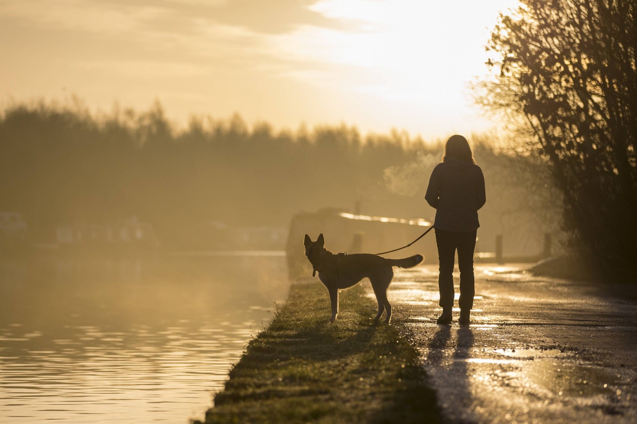 Nach dem Fund toter Hunde in Dortmund haben Tierschützer einen schrecklichen Verdacht. (Symbolbild)