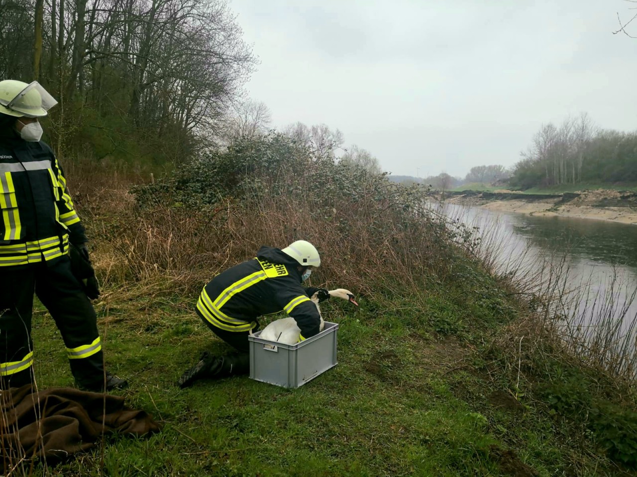 Die Feuerwehr rettete einen Schwan aus der Lippe. 