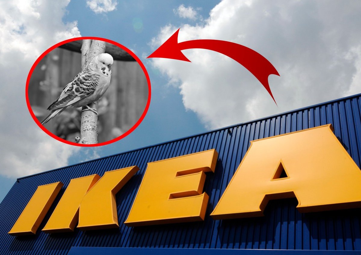 Ikea: Mann stinksauer auf Möbelriesen - Ofen soll seine Wellensittiche getötet haben