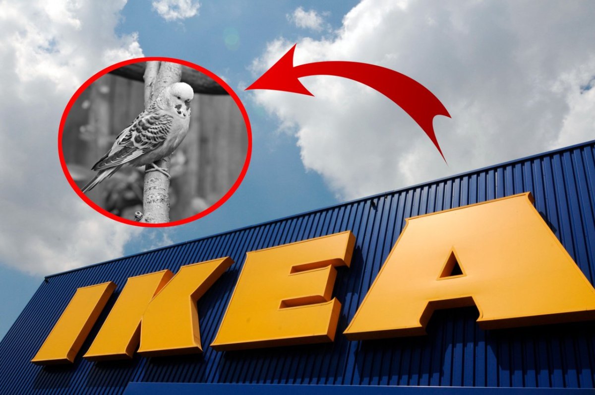 Ikea: Mann stinksauer auf Möbelriesen - Ofen soll seine Wellensittiche getötet haben