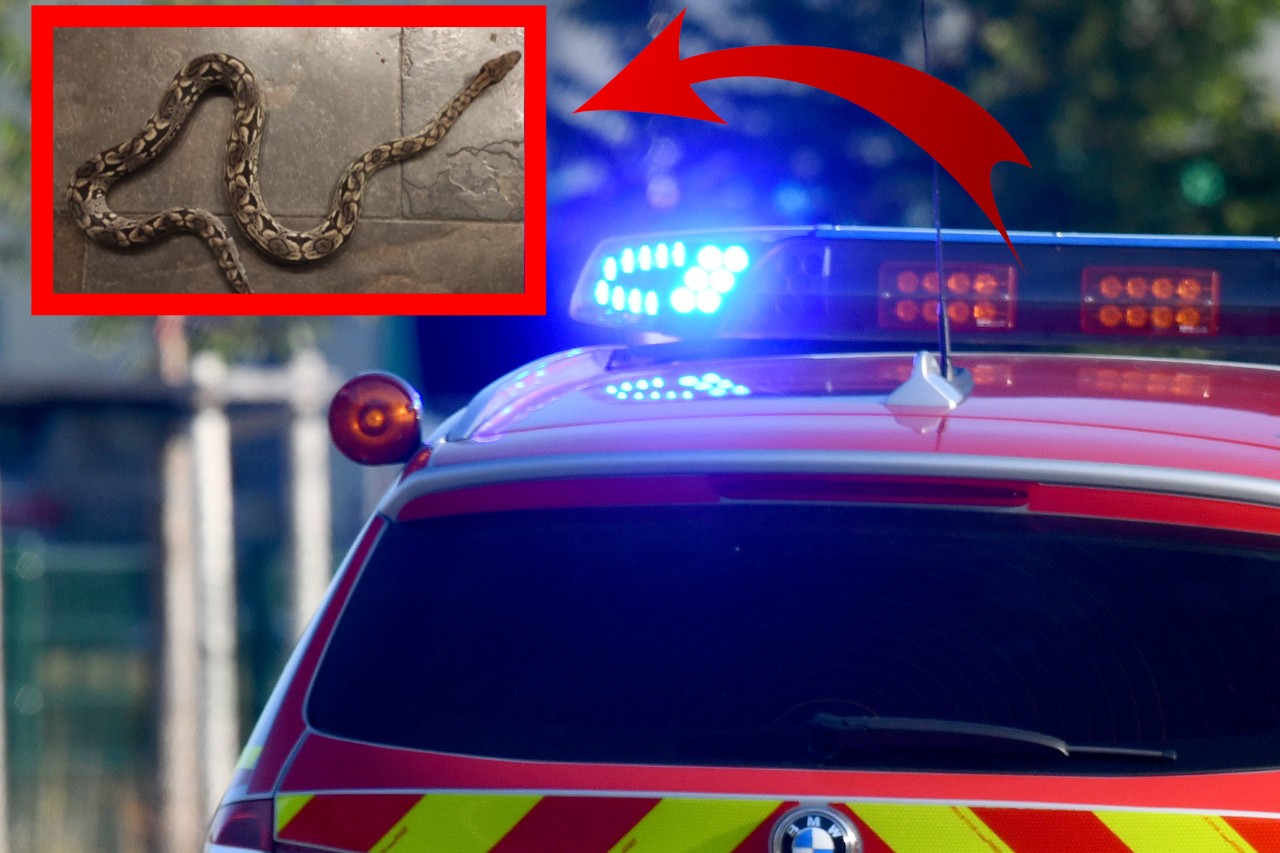 NRW: Die Feuerwehr musste zwei riesige Schlangen in NRW einfangen.