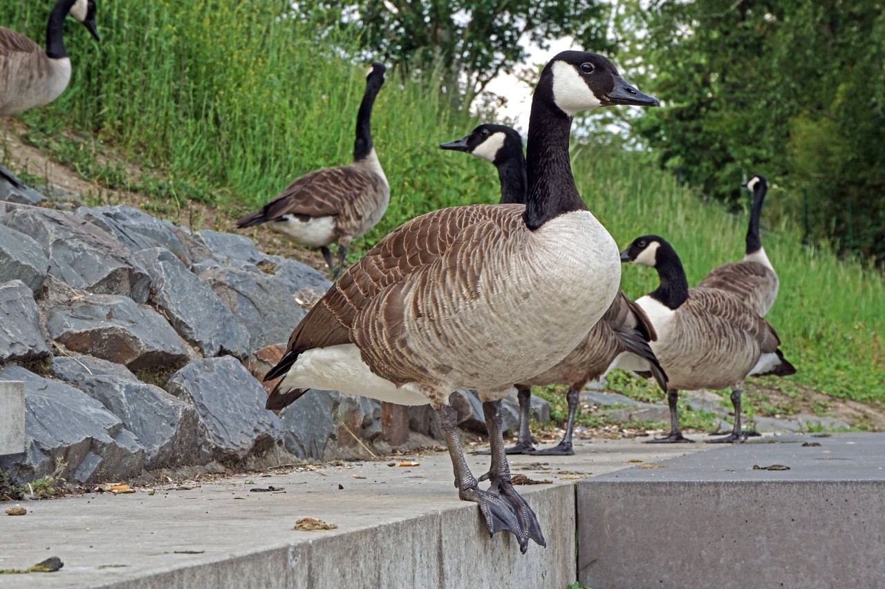 NRW: Die Kanadagans ist der Stadt ein Dorn im Auge. 