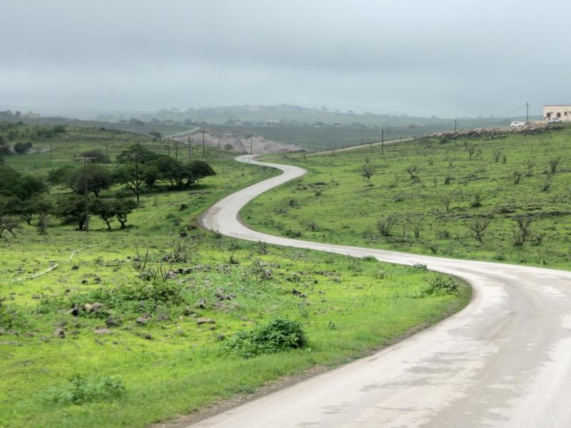 Diese Straße führt durch die Region Salalah - dass hier eigentlich Wüste ist, würde man zunächst nicht glauben.