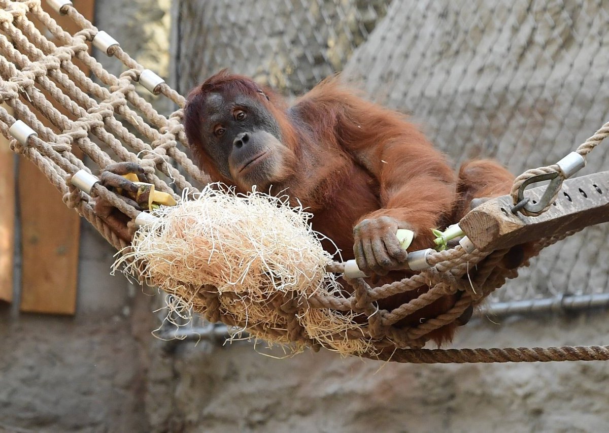 Orang-Utan.jpg