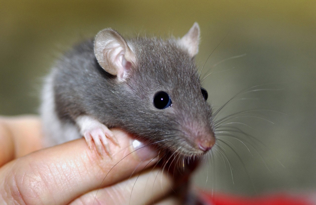 Eine Familie aus dem Ruhrgebiet hat zwei Ratten aufgenommen. Dann eskalierte es (Symbolfoto).