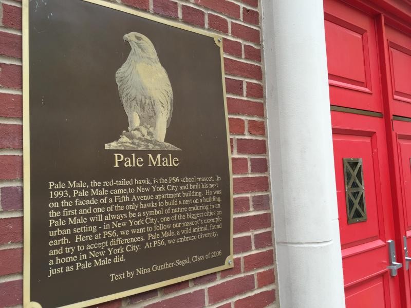 Eine Tafel weist an einer Schule an der Upper East Side in New York auf das Maskottchen der Schule, den Rotschwanzbussard "Pale Male" hin, von dem ein Exemplar an der Fifth Avenue in New York nistet.