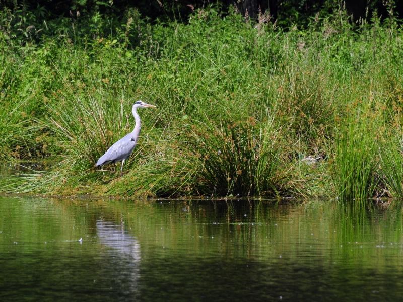 Tiere und Vögel sind immer wieder zu beobachten: Der Naturpark ist auch Heimat für Graureiher.