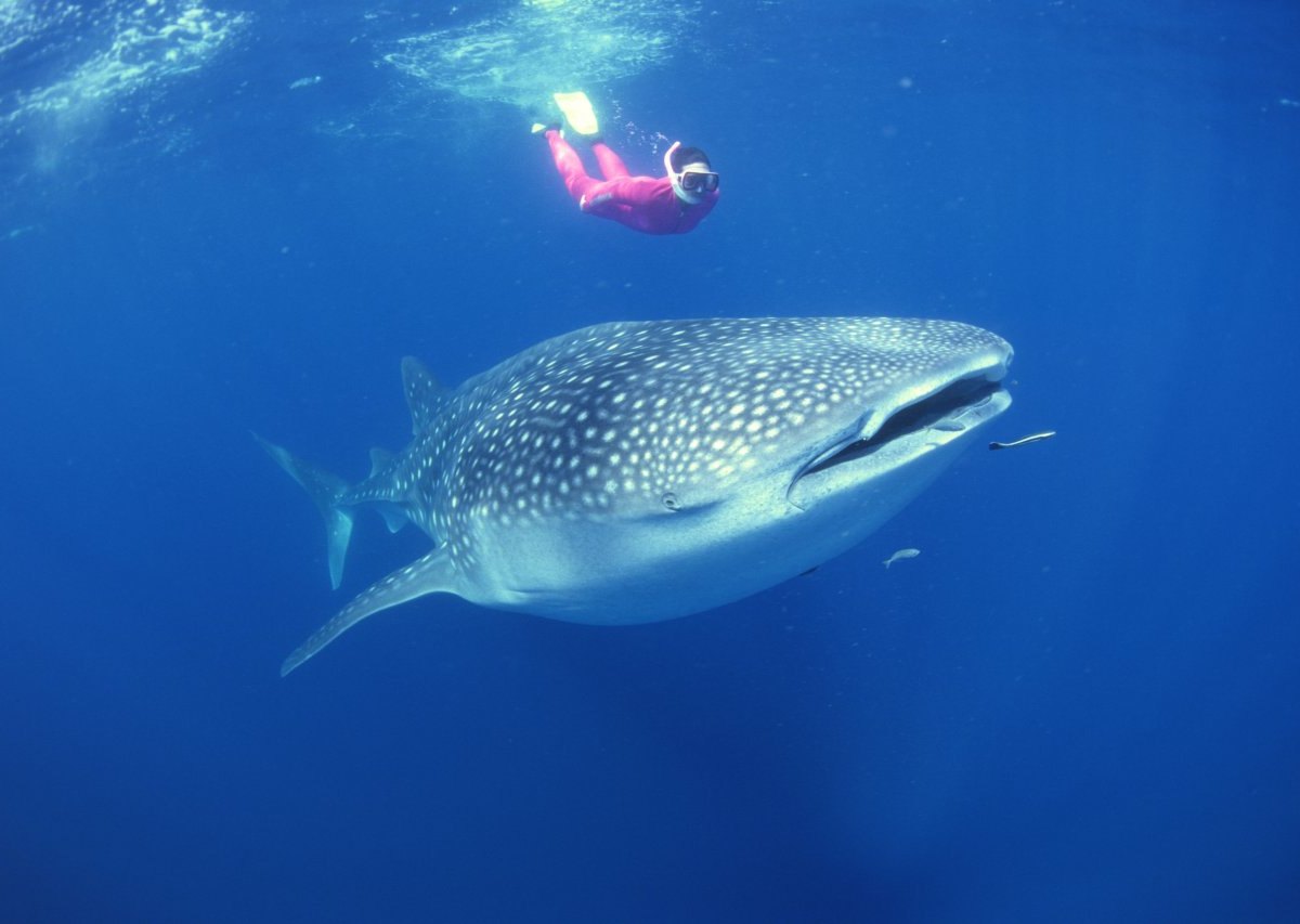 Schwimmen mit Walhaien