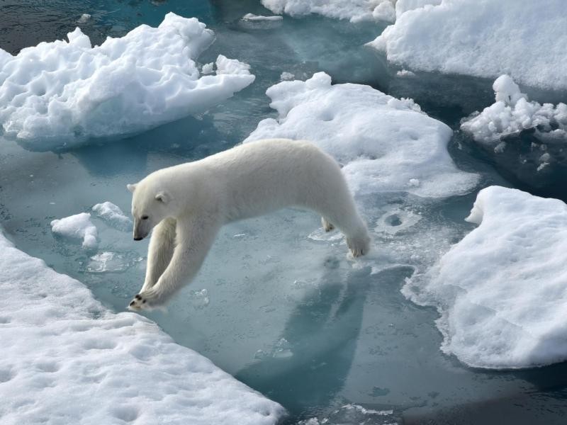  Viele Gäste auf dem Eisbrecher fahren in die Arktis, um die Tiere einmal in ihrem natürlichen Lebensraum erleben zu können.