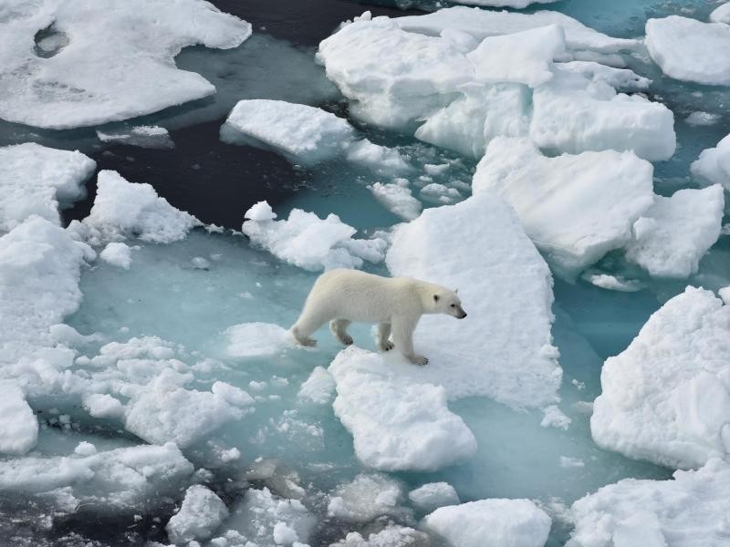 Eisbär voraus!