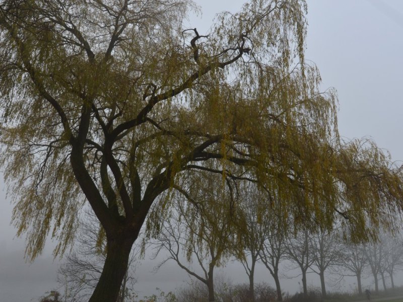Sprühregen.jpg