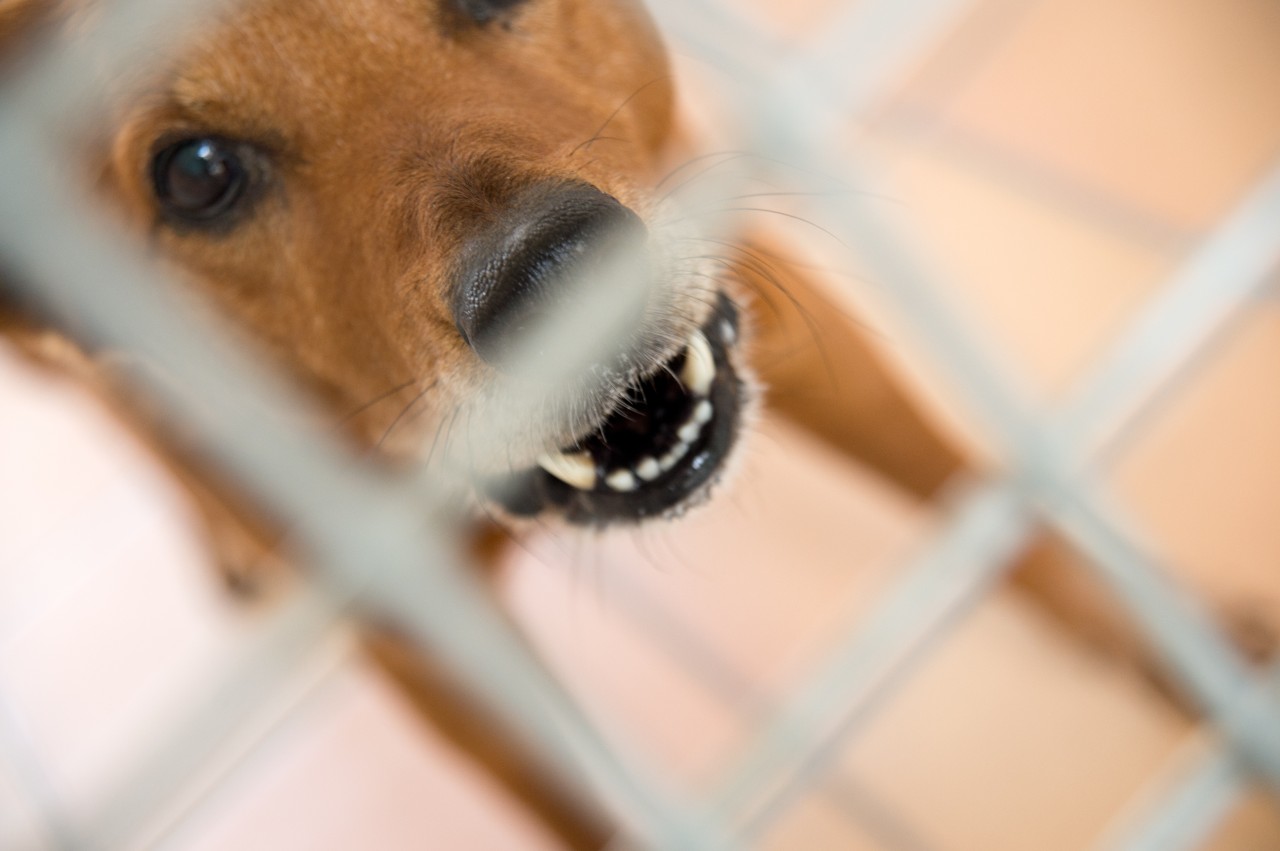 Tierheim Bochum: Ein aggressiver Hund machte den Tierpflegern zu Schaffen. (Symbolbild)