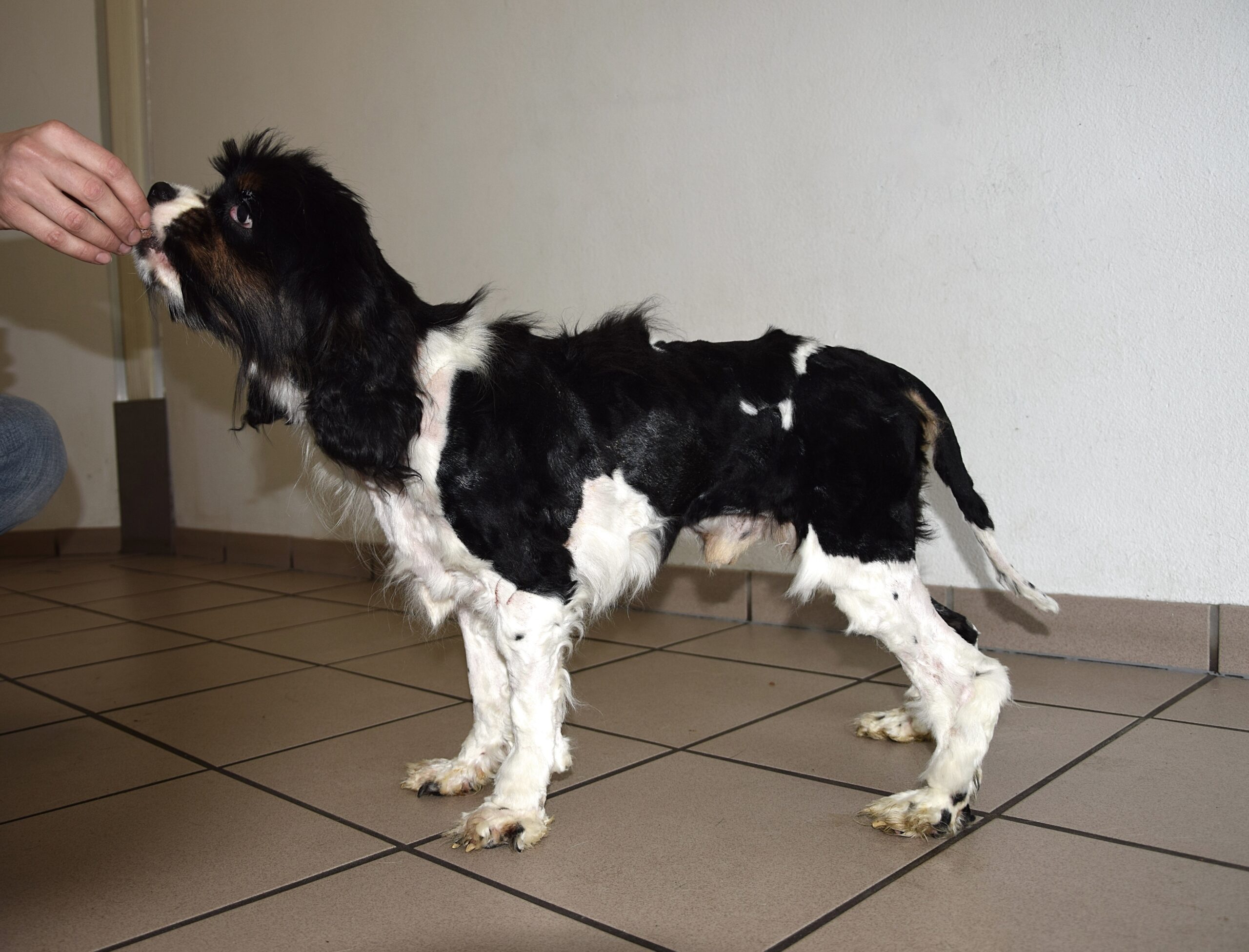 Foto: Tierherberge Kamp-Lintfort & Gnadenhof Weeze, Bund deutscher Tierfreunde e.V.