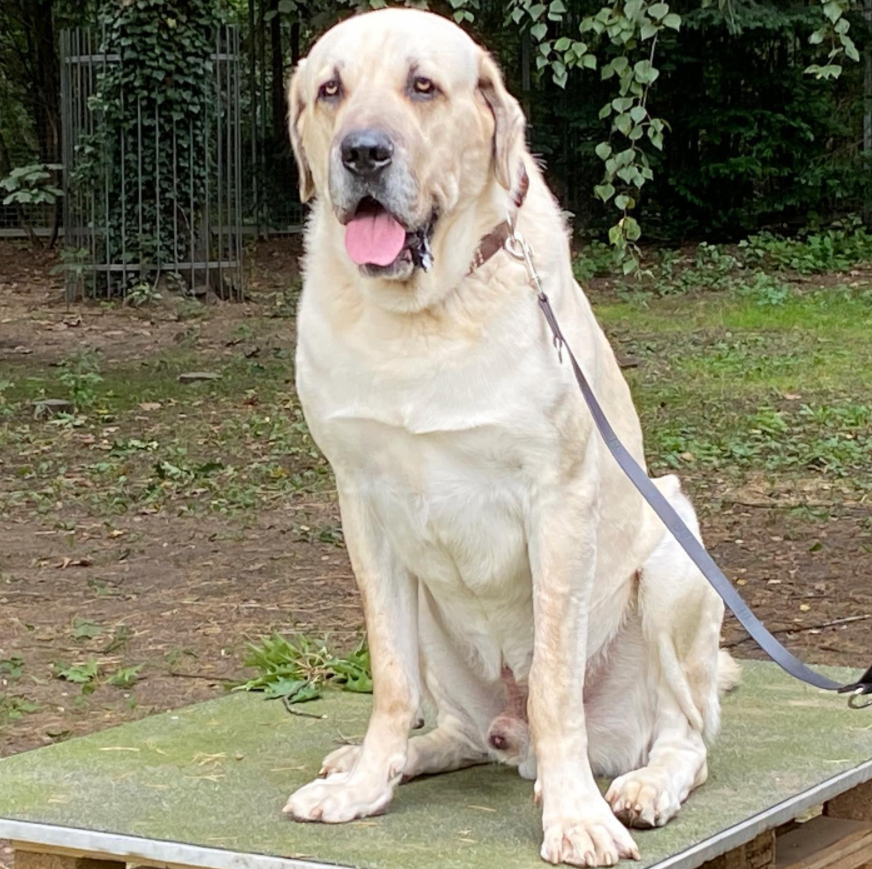 Hier seht ihr Torros, eine durchaus imposante Erscheinung! Im Tierheim Köln-Dellbrück wartet er auf ein neues Zuhause. 