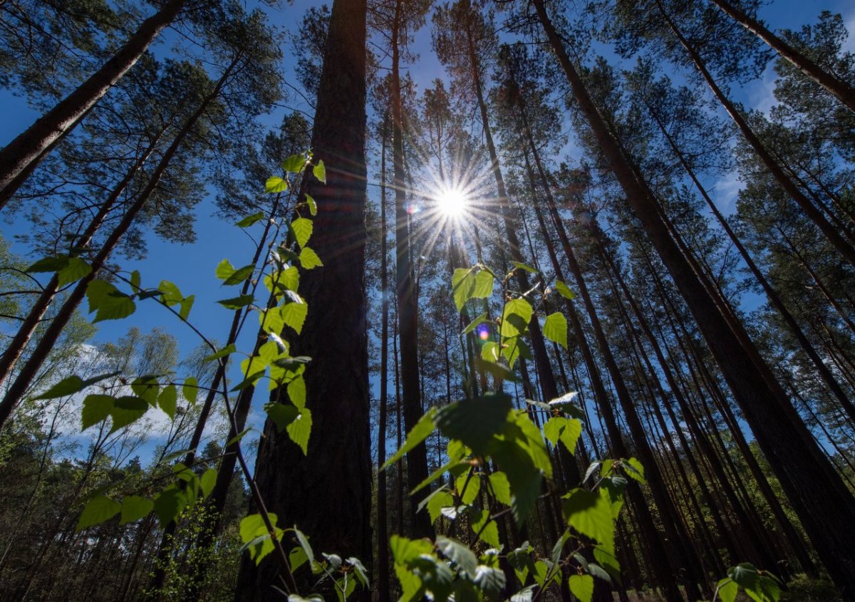 Wälder NRW.jpg