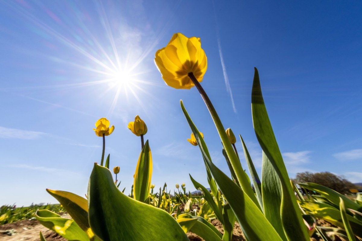 Wetter NRW Sonne.jpg