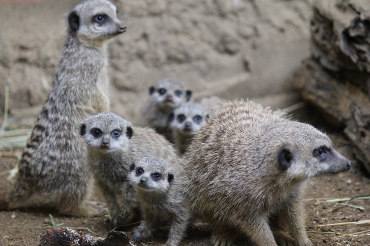 Zoo Dortmund.jpg