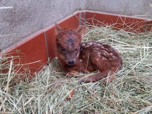 Zoo Dortmund Pudu.jpg