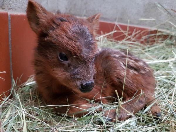 Das Pudu-Kitz kam am Wochenende im Zoo Dortmund zur Welt.