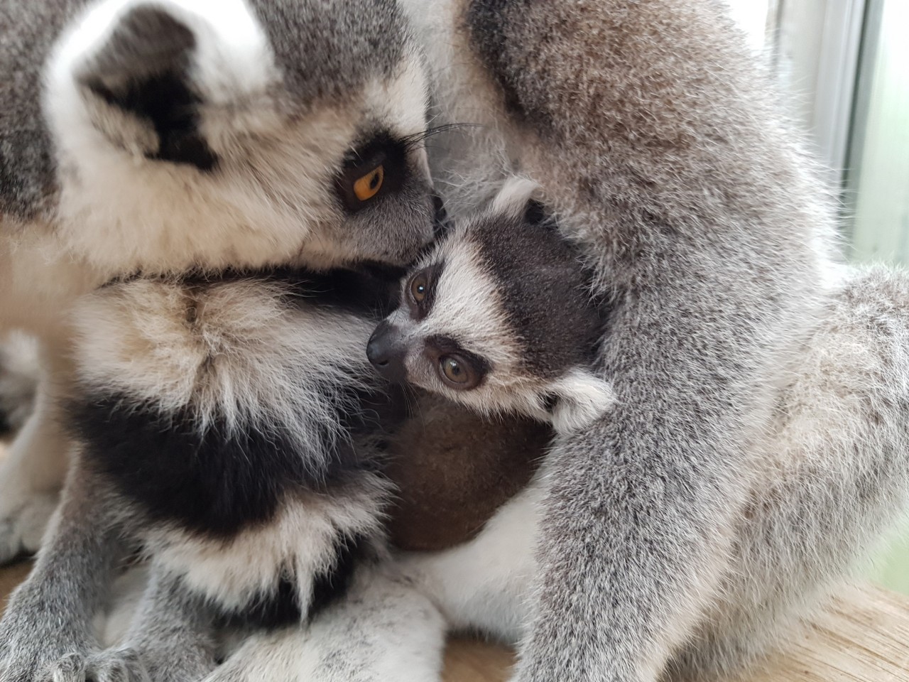 Zoo Duisburg: Besucher müssen vorerst auf die beliebten Lemuren verzichten. (Archivbild)