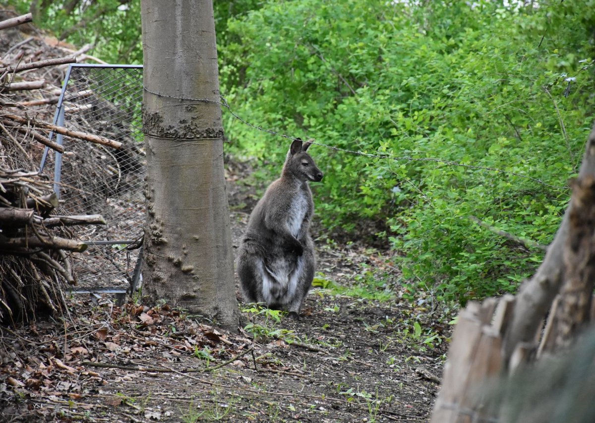 dortmund känguru.jfif