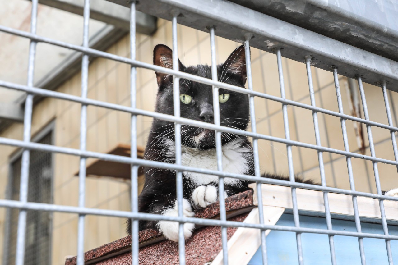 Arche90 kümmert sich in Dortmund um Katzen, die kein Zuhause haben. (Symbolbild)