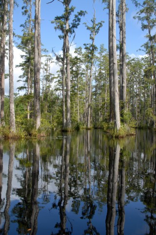 Südstaaten-Natur wie aus dem Bilderbuch: Cypress Gardens liegt nördlich von Charleston.