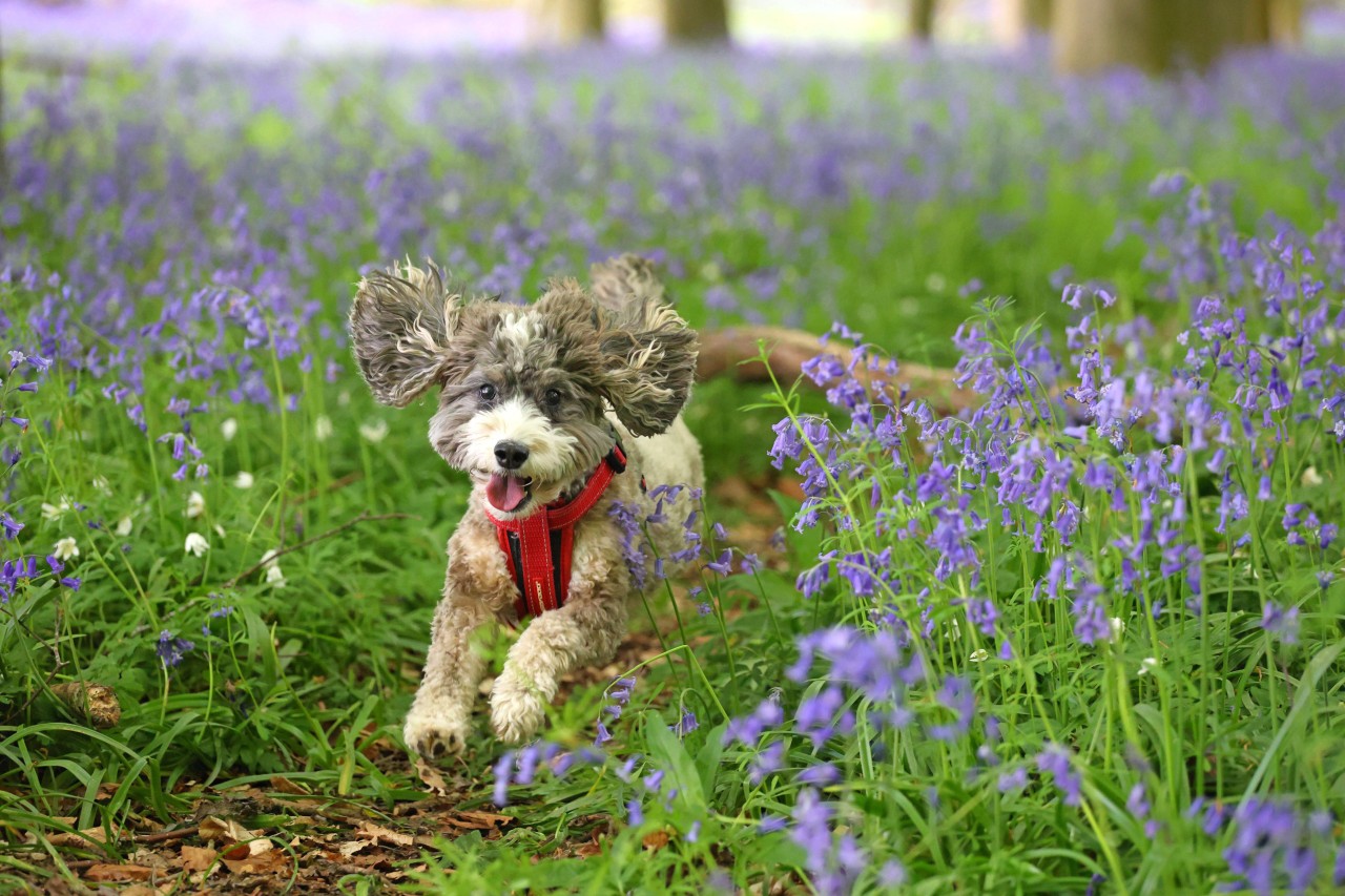 Für einen Hund aus England endete das harmlose Spiel mit der Wäsche seines Frauchens fast tödlich. (Symbolbild)