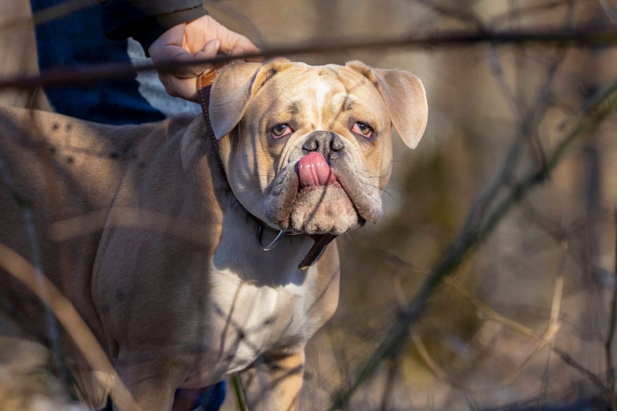 hund-bulldogge