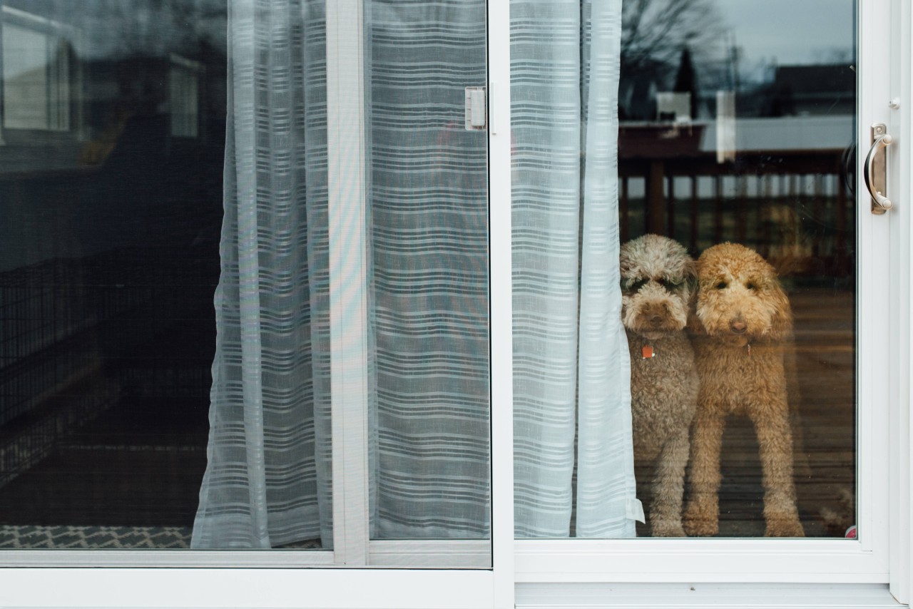 Hund in NRW: Veterinäramt und Polizei haben 18 Tiere einer Animal Horderin gerettet. (Symbolbild)