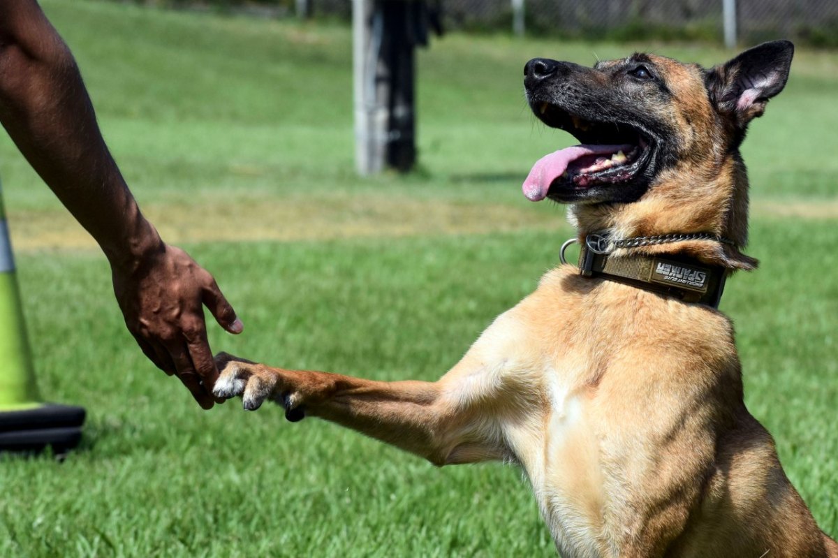 hund in nrw malinois.jpg