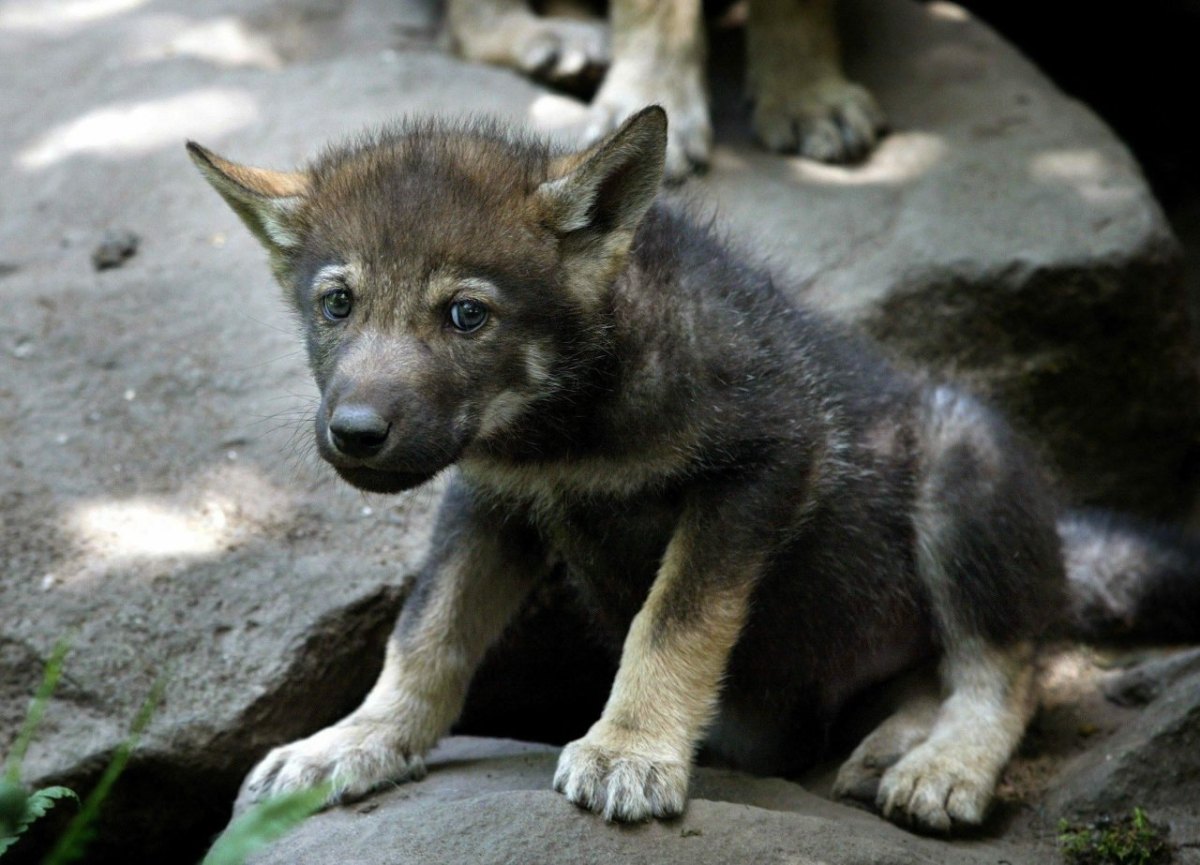 hund in nrw zoo.jpg