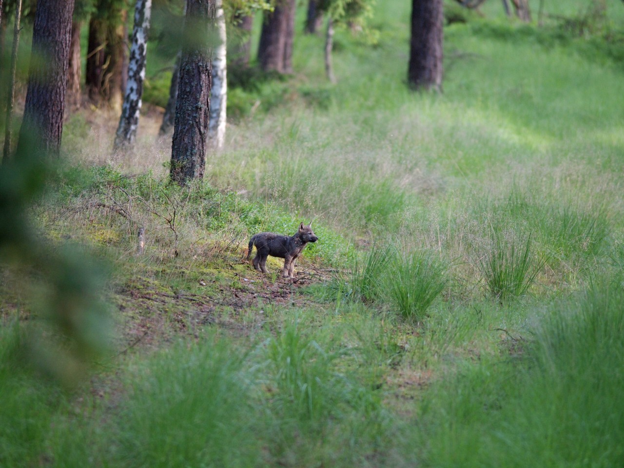 NRW: Ein Wolfsjunges in freier Wildbahn. 