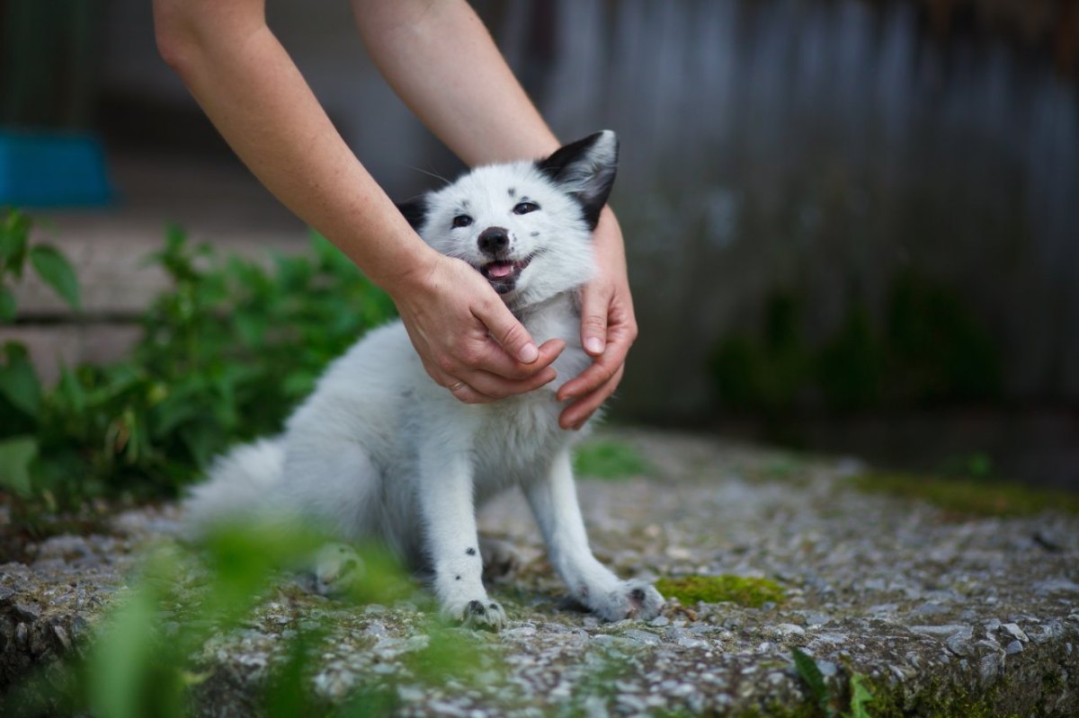 hund-kleve-mädchen-biss.jpg