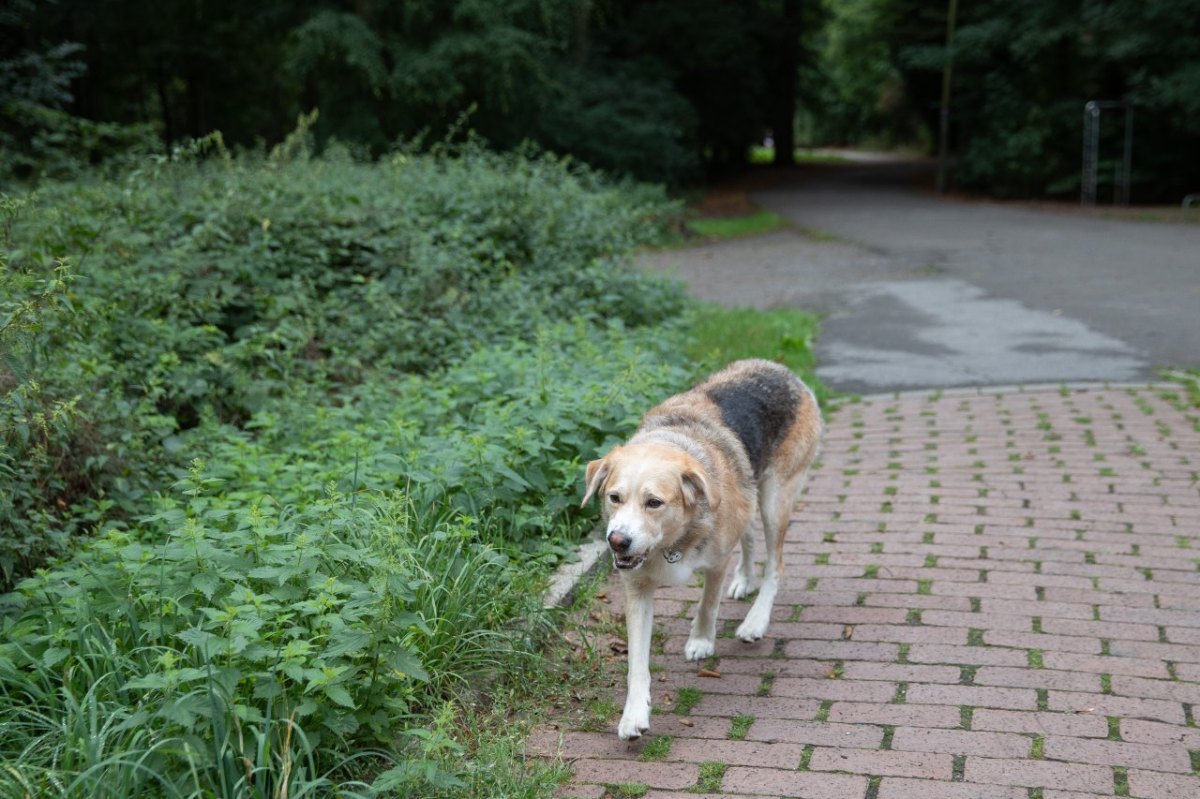 hund nrw.jpg