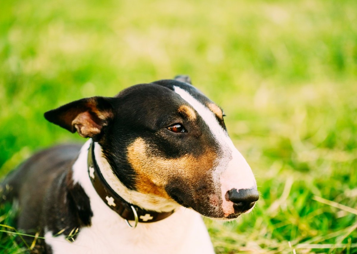 hund-tierarzt