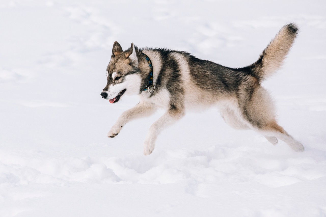 Die Halterinnen hatten ihre Huskys von der Leine genommen. (Symbolbild)