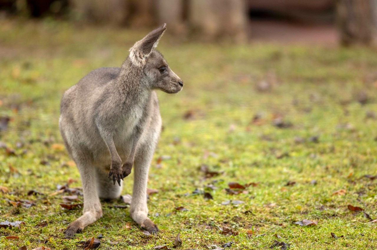 Solch ein Känguru wurde in freier Wildbahn in NRW gesichtet. (Symbolbild)