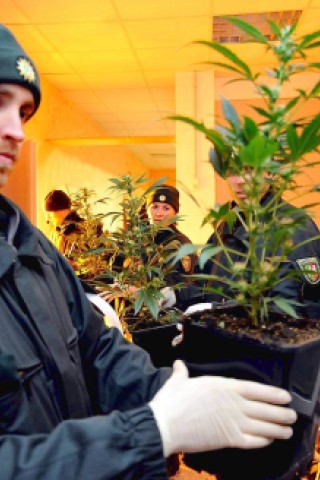 Ein 37-jähriger Oberhausener soll auf zwei Plantagen in Herne und Kamp-Lintfort in großem Stil Cannabis angebaut haben. In einer Kampschule in Kamp-Lintfort entdeckten die Ermittler am Freitagabend Marihuana im Wert von etwa 200.000 Euro. Foto: Gerd Wallhorn / WAZ FotoPool