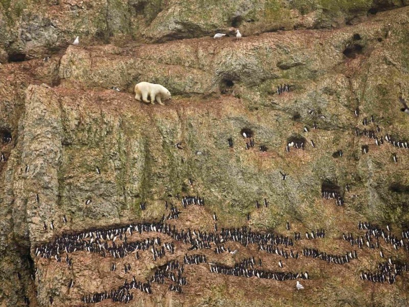 Jenny E. Ross aus den USA hat den ersten Preis in der Kategorie Nature Singles gewonnen. Sie zeigte das Bild eines Polarbären, der in Nowaja Semlja, Russland, ein Kliff heraufklettert, um an die Eier von Seevögeln zu kommen