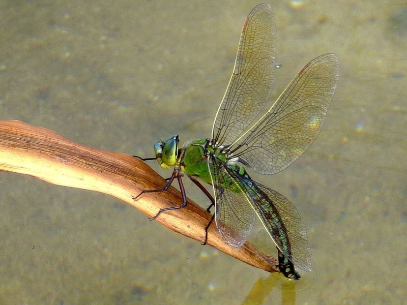 Am Phoenixsee haben sich schon viele Tiere angesiedelt. Das Foto vom 5. Juli 2012 zeigt eine Große Königslibelle bei der Eiablage.