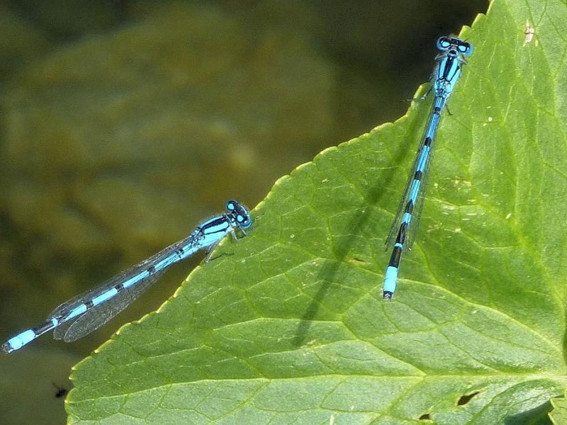 Am Phoenixsee haben sich schon viele Tiere angesiedelt. Das Foto vom 5. Juli 2012 zeigt die Libellen Hufeisen-Azurjungfer.Foto: Franz Luthe