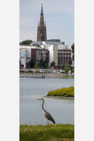 Foto: Franz Luthe Am Phoenixsee haben sich schon viele Tiere angesiedelt. Das Foto vom 5. Juli 2012 zeigt einen Graureiher auf Beobachtungsposten.