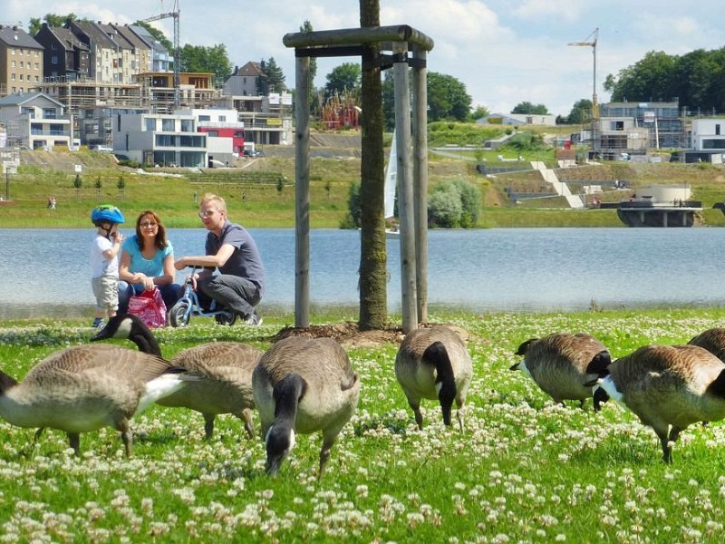 KanadagansFoto: Franz Luthe Am Phoenixsee haben sich schon viele Tiere angesiedelt. Das Foto vom 5. Juli 2012 zeigt Kanadagänse.