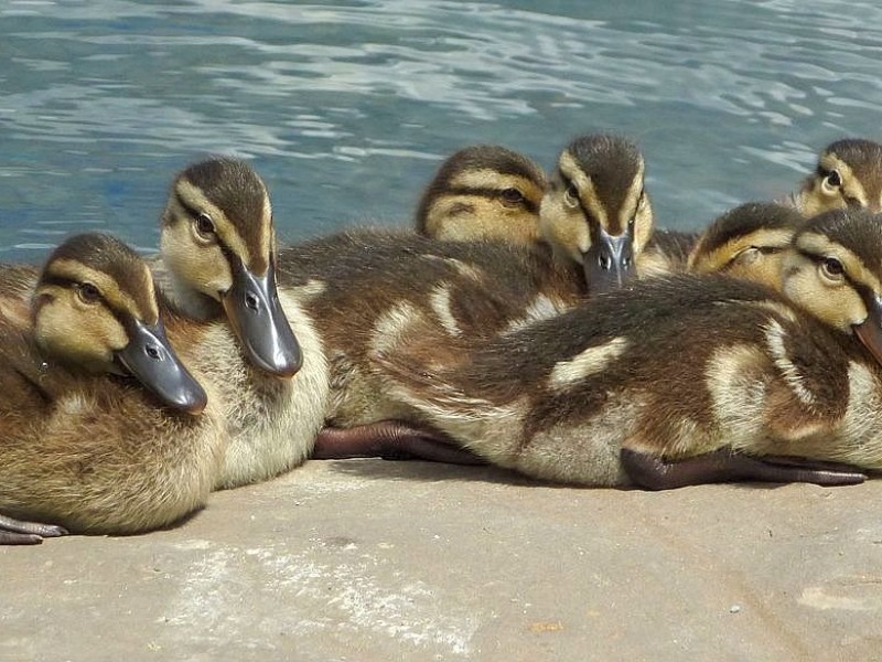 Am Phoenixsee haben sich schon viele Tiere angesiedelt. Das Foto vom 5. Juli 2012 zeigt Stockentenküken.