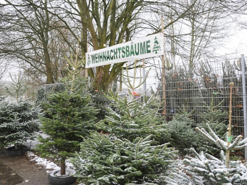 Jetzt wird es Zeit, sich einen Weihnachtsbaum in das Haus zu holen.