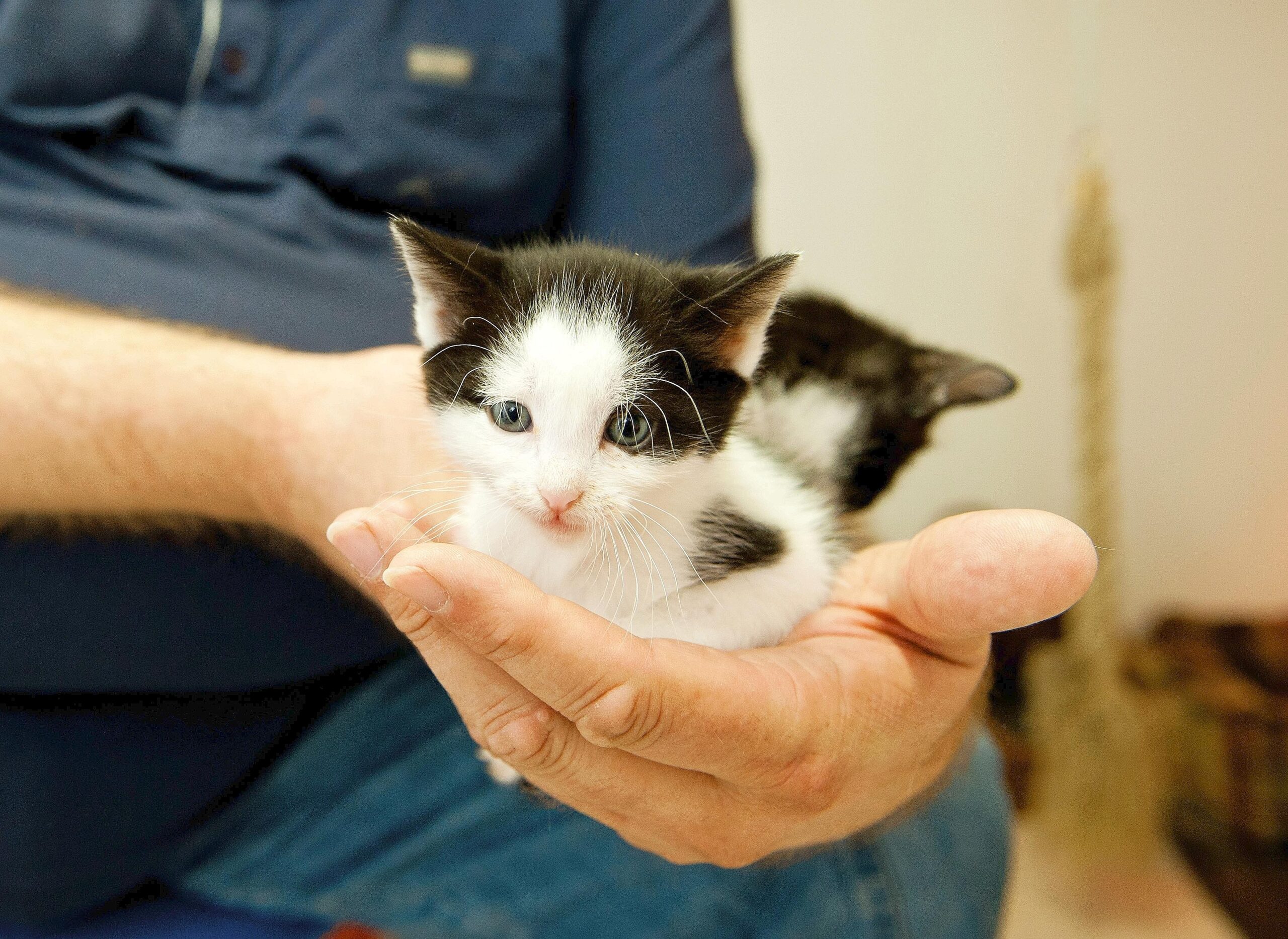 Am Freitag, den 10.06.2011hält Gerhard Kipper zwei junge Katzen in der Hand. Er ist Geschäftsführer des Vereines Tiere in Not e. V. Bochum und hat eine Katzenpflegestation in seinem Wohnhaus an der Castroper Straße.Foto: Olaf Ziegler / WAZ FotoPool