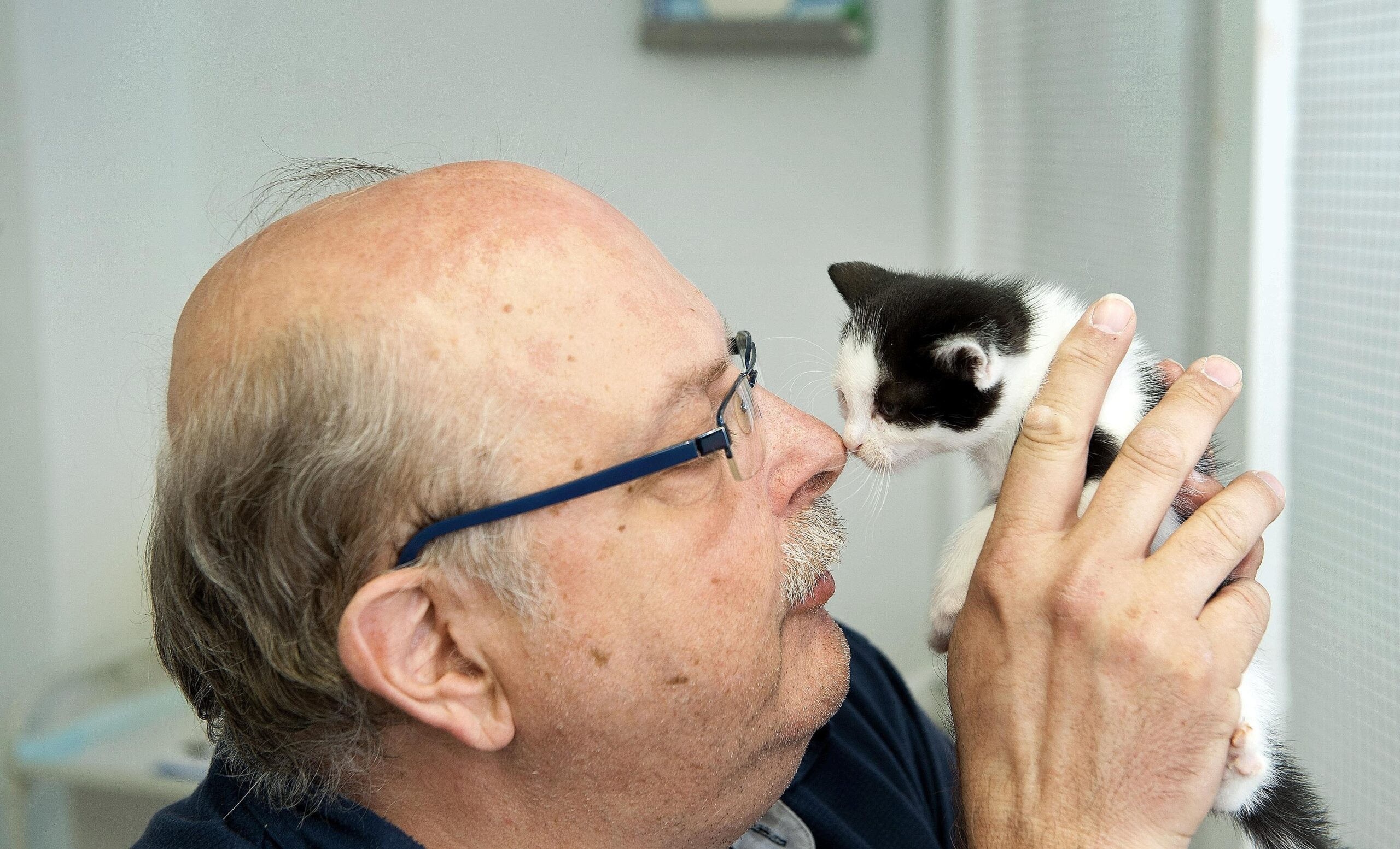 Am Freitag, den 10.06.2011hält Gerhard Kipper eine junge Katze auf dem Arm. Er ist Geschäftsführer des Vereines Tiere in Not e. V. Bochum und hat eine Katzenpflegestation in seinem Wohnhaus an der Castroper Straße. Foto: Olaf Ziegler / WAZ FotoPool